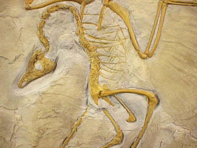 berlin specimen archaeopteryx