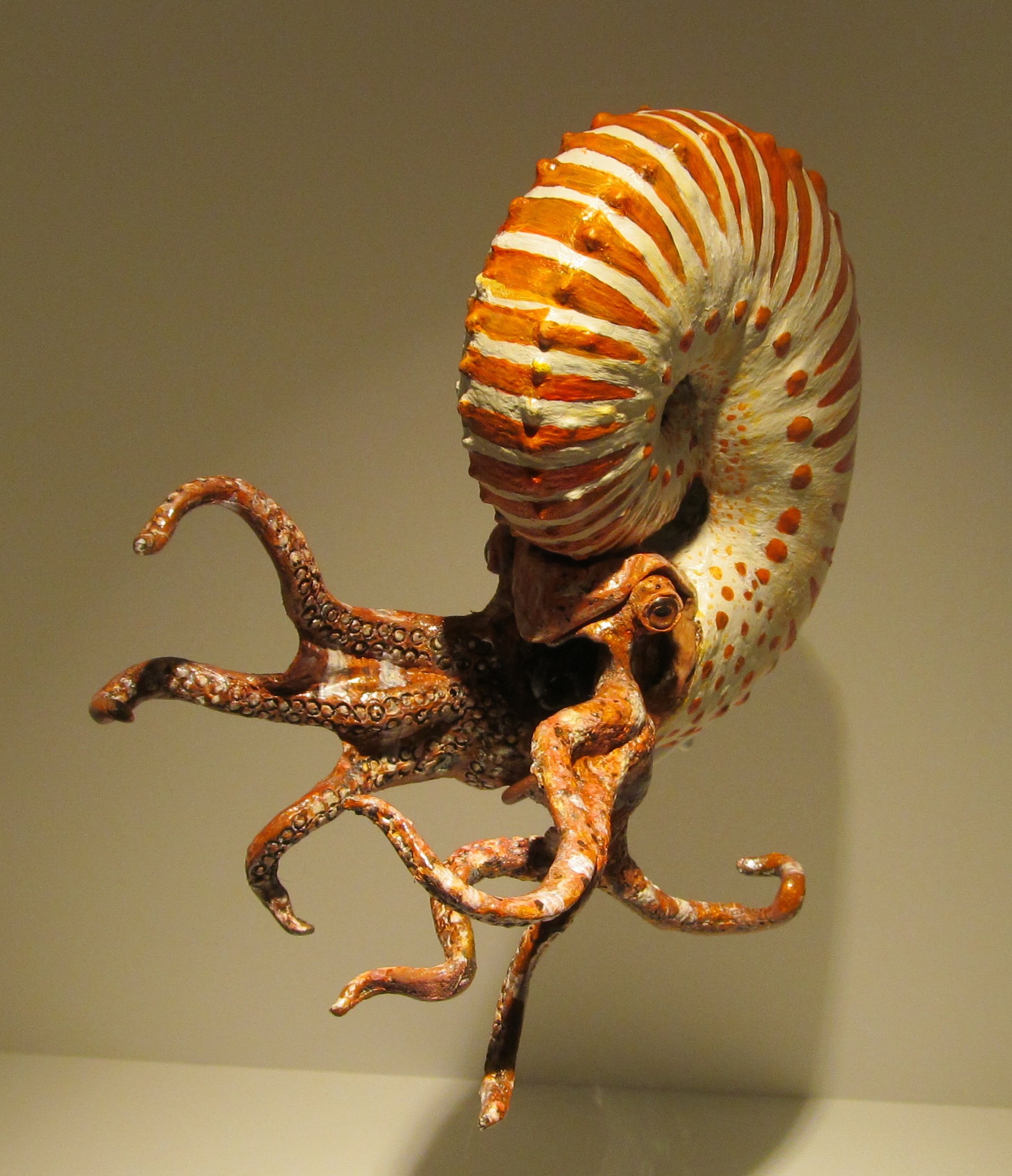 ammonite fossil meaning