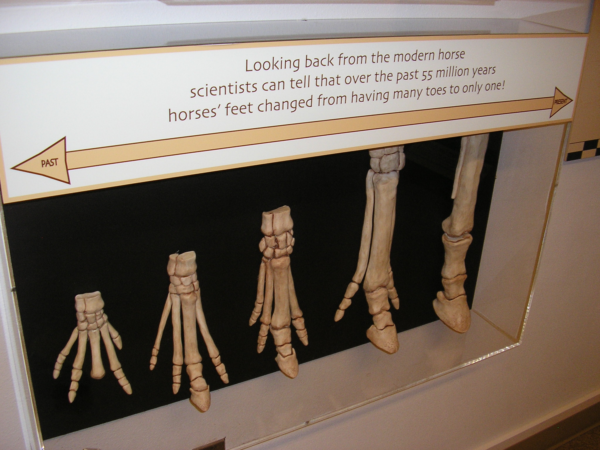 TRANSITIONAL FOSSILS Creation Engineering Concepts